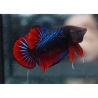 ราคา ปลากัดหม้อ ปลาหม้อสายกัด เก่ง พร้อมรบ K9 กัดดี คม คละสี (10909951679)