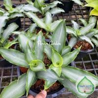 ราคา ต้นวาสนาหาบเงินหาบทอง กระถาง 6 นิ้ว ไม้มงคล เสริมดวง ปลูกร่มรำไร ส่งทั้งกระถาง (9731627156)