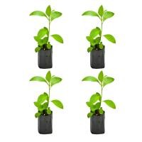ราคา ต้นหนานเฉาเหว่ย ป่าช้าเหงา Bitter Leaf Plant ไร่กฤติยา กิ่งปักชำความสูง 25 30 ซม (22367003287)