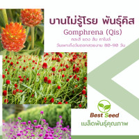 ราคา เมล็ดพันธุ์ ดอกบานไม่รู้โรย พันธุ์คิส Gomphrena Qis 40 เมล็ด คละสี ปลูกง่าย ปลูกได้ทั่วไทย (9772616353)