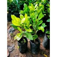 ราคา 2ต้น ต้น เพาะเมล็ด ต้นมิราเคิล ต้นมิลาเคิล มิราเคิล มิลาเคิล Miracle Fruit ต้นมหัศจรรย์ มหัศจรรย์ happy (15755642548)