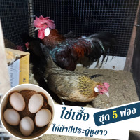 ราคา ไข่เชื้อไก่ป่าประดู่หูขาว ชุด 5 ฟอง สำหรับฟัก (13401784553)
