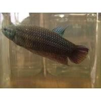 ราคา ปลากัดแปดริ้ว เพศเมีย พร้อมเทียบลงรัด มีประกันจากผู้ขาย (10344028371)