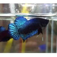 ราคา ปลากัดมาเลลูกนอกแท้สายเดิมพัน ชุดK2 เขี้ยวยาว (22590625369)