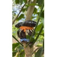 ราคา กิ่งตอนผักหวานป่า1กิ่ง ใหญ่ (20104638892)