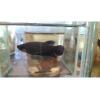 ราคา แม่พันธุ์ มาเลลูกนอกแท้100 มีประกันจากผู้ขายระหว่างจัดส่ง (10264745336)