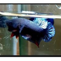 ราคา ปลากัดอินโด สายเดิมพัน ชุดนี้ไม่ผิดหวังแน่นอน (17567795769)