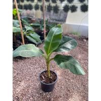 ราคา กล้วยมาฮอย กล้วยหอมเครือแฝด ออกได้ต้นละ1 8 เครือ (22002150402)