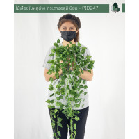 ราคา ไม้เลื้อยปลอม ไม้เลื้อยพลูด่างปลอม กระถางอะลูมิเนียม เหมาะสำหรับวางบนชั้น (7745129122)