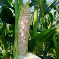 ราคา เมล็ดพันธุ์ ข้าวโพดข้าวเหนียวเทียน ข้าวโพดข้าวเหนียวหวาน 2 สี ม่วงขาว 300 เมล็ด 10 แถม 1 คละได้ (9485855955)