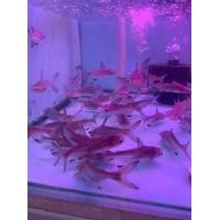 ราคา อาหาร ป เทพา 2 ต ั ว190 (22969443995)