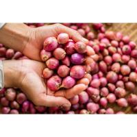 ราคา หอมแดง ตัดจุก ศรีสะเกษ 500 1000 กรัม ตรงปก หอมแดงไทย ตัดจุก คุณภาพดี เนื้อแน่น หัวสวย (15862788684)