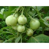 ราคา เมล็ดพันธุ์ มะเขือตอแหล มะเขือ ผักสวนครัว 1200 เมล็ด 10 เเถม 1 คละได้ (8239142240)