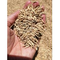 ราคา ข้าวเปลือกสังข์หยด 3กก แพค พันธุ์แท้จากนาข้าวพัทลุงไม่ใส่สารกันมอดกันมด นำไปทำพันธุ์ต่อได้ หรือสีเป็นข้าวกล้องเพื่อรับประทานได้ (2099544780)