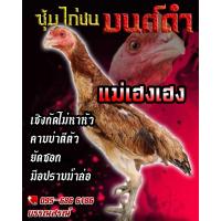 ราคา ไข่ไก่ชน ไข่ไก่ชนก๋อยกัดทุบหลัง แม่เฮงเฮง รับประกันเชื้อ ร้านจัดส่งไว (16207289956)