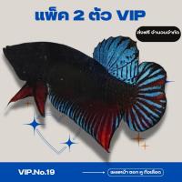 ราคา ปลากัด มาเลย์แปดริ้ว อินโด vip No 19 (23205074993)