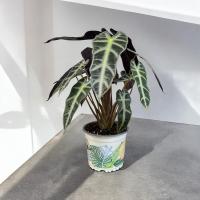 ราคา Alocasia Bambino แก้วสารพัดนึกตัวเมีย กระถาง 5 นิ้ว (22882097964)