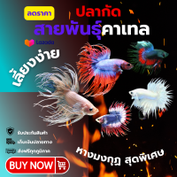 ราคา ปลากัดสวยงาม คละลายพันธุ์ หรือต้องการเลือกได้ หม้อแฟนซี หมอกัด คาเทล ฮาฟมูน หูช้าง กาเลคซี่ นีโม่ หรือ ปลาคาร์ฟ (23305005841)