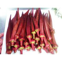 ราคา กระเจี๊ยบมอญ ฝักแดง Red Burgundy Okra Seed กระเจี๊ยบเขียวฝักแดง นำเข้าจากต่างประเทศ เมล็ดพันธุ์ ซื้อ 10 แถม1 คละได้ (17573889590)