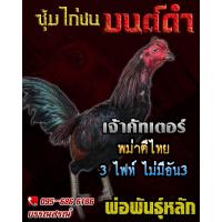 ราคา ไข่เชื้อไก่ชน พม่าม้าล่อ พม่าเเข้งหน้าเจ้าคัตเตอร์ รับประกันเชื้อ ร้านจัดส่งไว (16219017746)