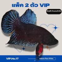 ราคา ปลากัดแปดริ้วมาเลย์อินโด vip No 17 แพ็คคู่ (23205328246)