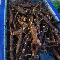 ราคา ราก โลดทะนงแดง ทะนงแดง ตากแห้ง ขุดใหม่จากป่า ของไทย สมุนไพรธรรมชาติ หนัก 200 กรัม ไม่มีสารพิษ (19068990394)