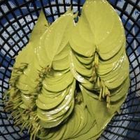 ราคา พลูเหลืองพลูกินหมากใช้ในพิธีต่างฯ1kg 1กิโลกรัม (22718659243)