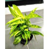 ราคา ไม้มงคล ไม้หายาก มีจำนวนจำกัด 6 9 วันเดียวเท่านั้น ไม้แหย่แย้ ต้นแหย่แย้ ร้อนจ๋อม สุดยอดเมตตามหานิยม ปลูกเสริมทรัพย์ เรียกโชคลาภ นิยมใช้ทำเป็นเครื่องรางที่เป็นพุทธคุณ (14545424564)