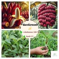ราคา ต้นกล้วยแดง ผลสีแดง รสชาติหวานหอม ต้นกล้าเพาะเลี้ยงเนื้อเยื่อเจริญเติบโตได้ดี (23092982423)