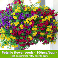 ราคา เมล็ดพันธุ์ ดอกพิทูเนีย เมล็ดพิทูเนีย บอนสี บรรจุ 100 เมล็ด Petunia Seeds Hanging Plants Flower Seeds (22565222292)