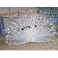 ราคา ไข่เชื้อนกยูงอินเดียสีขาว ไข่ใหม่คัดเชื้อ ก่อนส่ง ราคาต่อฟอง (23206794438)