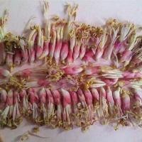 ราคา ว่านราคะ ว่านมหาเสนห์ ดอกว่านดอกทอง Elettariopsis ว่านดอกทอง ที่สุดแห่งว่านมหาเสน่ห์ สรรพคุณเมตตามหานิยม และมหาเสน่ห์ รวมถึงการนำมาใช้เป็ (7746548711)