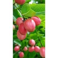 ราคา มะม่วงหาวมะนาวโห่ ทานสดหรือใช้เชื่อมทำขนมได้อร่อยมาก (22538681853)