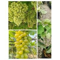 ราคา ต้นองุ่นไวท์มะละกา ผลสีเขียวหวานอร่อย แบบกิ่งตอน ต้นพร้อมปลูก สูง 50 60 ซ ม (22590474931)