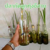 ราคา ปลากัดช้อนมาใหม่ ปลากัดธรรมชาติ ปลากัดลูกทุ่งช้อนแท้100 สีเขียว ตัวใหญ่ (9472869615)