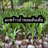 ราคา พันธุ์มะพร้าวน้ำหอมต้นเตี้ย ต้นพันธุ์แข็งแรง พร้อมปลูก ต้นสวยแข็งแรง 3 ปี เก็บผลผลิต (14974005359)