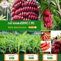 ราคา ต้นกล้วยเพาะเนื้อเยื่อ รสหวาน หอม ดีต่อสุขภาพ ต้นกล้าพันธุ์แท้ (23223654145)