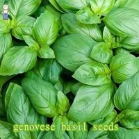 ราคา เมล็ดพันธุ์ อิตาเลี่ยน เบซิลใบใหญ่ Italian Large Leaf Basil Seed บรรจุ 150 เมล็ด คุณภาพดี ราคาถูก ของแท้ 100 (22627665048)