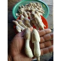 ราคา เห็ดโคนน้อย15ก้อน (20948095432)