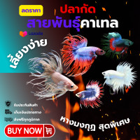 ราคา ปลากัดสวยงาม คละลายพันธุ์ หรือต้องการเลือกได้ หม้อแฟนซี หมอกัด คาเทล ฮาฟมูน หูช้าง กาเลคซี่ นีโม่ หรือ ปลาคาร์ฟ (23305005837)