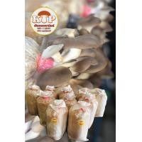 ราคา ก้อนเห็ดนางฟ้าภูฐาน ชุด 10 ก้อน (10317971150)