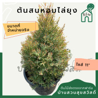 ราคา ต้นสนหอม กระถาง 11 นิ้วมีกลิ่นหอม (13698185270)