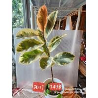 ราคา ต้นยางอินเดียด่างสามกษัตริย์ด่างชมพูประมาณุ40ซมไม้ด่างสวยขาวเหลืองแดง (23248899136)