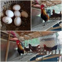 ราคา ไข่เชื้อไก่ป่าหูขาว ชุด 5 ฟอง (8123318734)