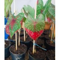 ราคา บอนสีสวยๆ ลดราคา 5 8 บาทเท่านั้น บอนสีนางไหม๊ ลักษณะของต้นนางไหม ใบ รูปทรงใบดูคล้ายรูปหัวใจที่มีขอบโค้งมน เนื้อใบเป็นสีเขียว มีลายด่างสีแดงคล้ายรอยป้ายสีเป็นแถบๆ และมีจุดสีขาวกระจายตัวทั่วหลังใบ แกนกล