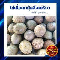 ราคา ไข่เชื้อนกคุ้มสีอเมริกา จำนวน 10 ฟอง (11188474769)