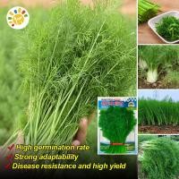 ราคา เมล็ดพันธุ์ผักชีลาว เมล็ดผักชีลาวพันธุ์ซุ๊ปเปอร์บิ๊ก Fennel Seeds สายพันธุ์แท้ OP กลิ่นหอม กอใหญ่ Fennel Vegetable Seeds for Planting เมล็ดพันธุ์ ผักชีลาว โตไว กลิ่นหอมมาก เมล็ดพันธุ์ผัก ผักออร์แกนิก 