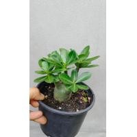 ราคา ชวนชม อราบิคัม ต้นชวนชม ไม้โขด (22408176025)