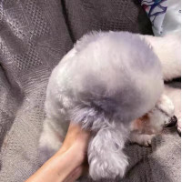 ราคา MADDIE น้ำยาย้อมสีสัตว์เลี้ยง ครีมย้อมผมสำหรับสุนัขสีขาวแข็งแรงทนทานปลอดภัยต่อสุขภาพ 100ML LI0518 (17680437323)