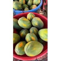 ราคา มะละกอเรดเลดี้ หวานมาก เก็บสดจากต้นทุกวัน 2 กก (23347214475)